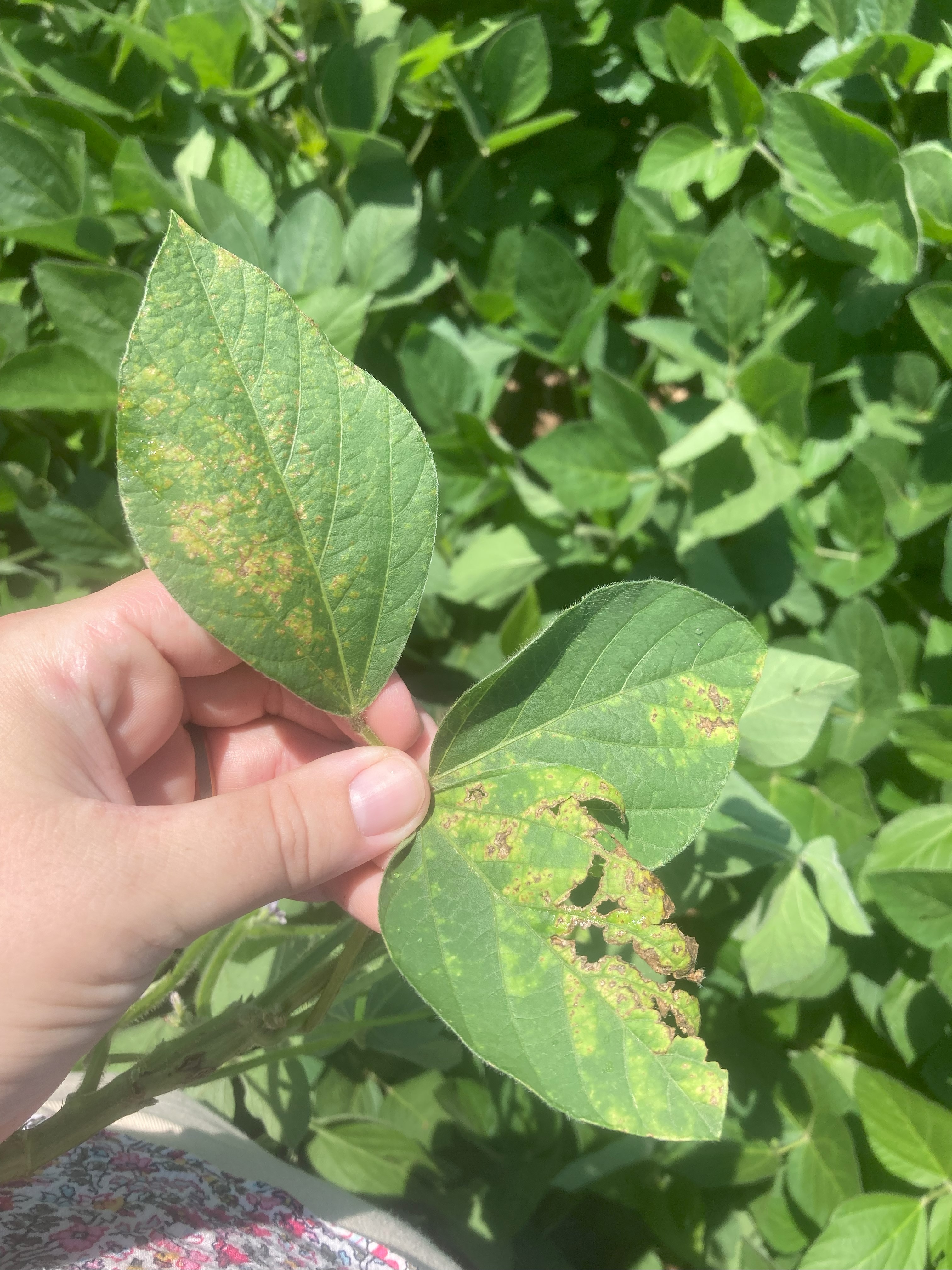 Soybean bacterial blight.jpg